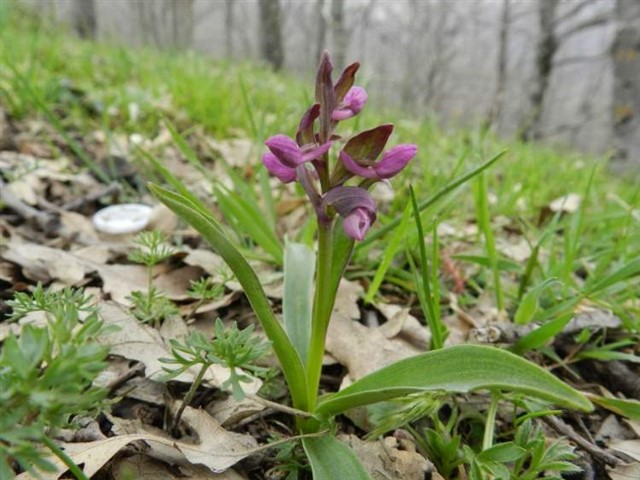 Salep orkidesi